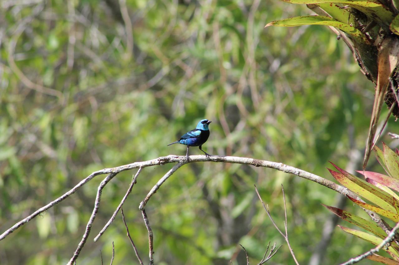 Elegant Home In Private Ecological Property, With Private River - Bird Watching 240 Bird Species Nanegal Exterior photo