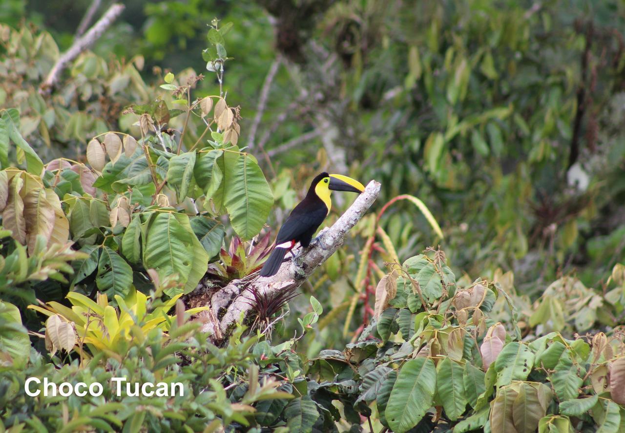 Elegant Home In Private Ecological Property, With Private River - Bird Watching 240 Bird Species Nanegal Exterior photo