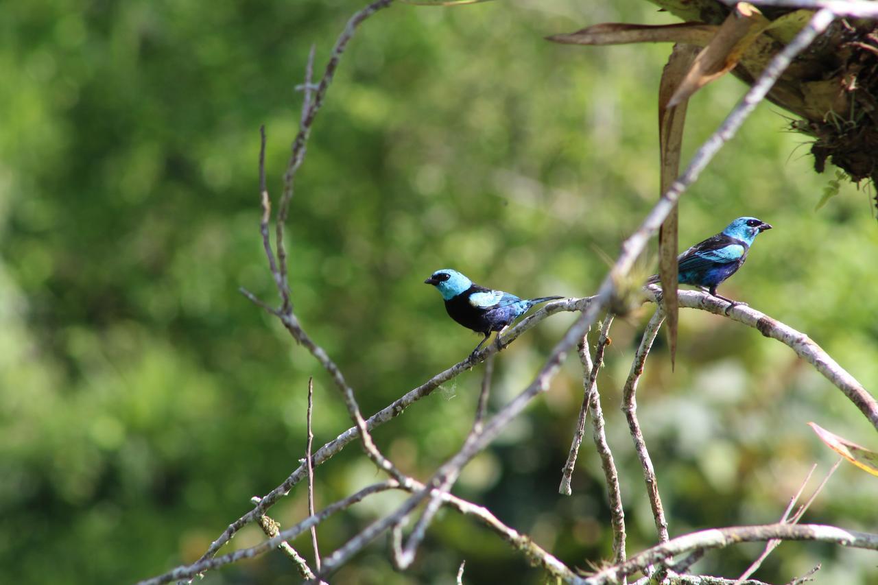 Elegant Home In Private Ecological Property, With Private River - Bird Watching 240 Bird Species Nanegal Exterior photo